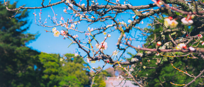 鶴岡八幡宮の梅